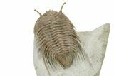 Elegant, Stalk-Eyed Cybele Trilobite - Large For Species #228083-4